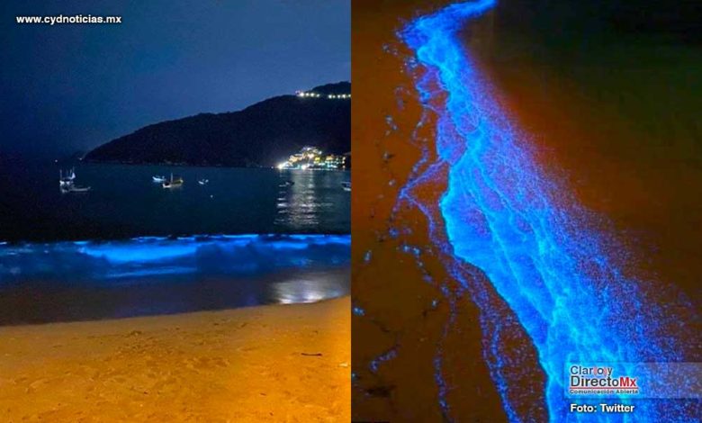 코로나 덕분에 60년만에 보는 진귀한 해변가 현상