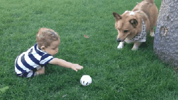 답답햇던 댕댕이