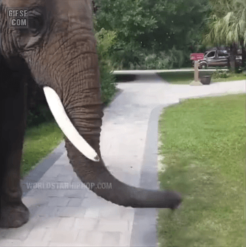 코끼리는 좋아하는 과일....