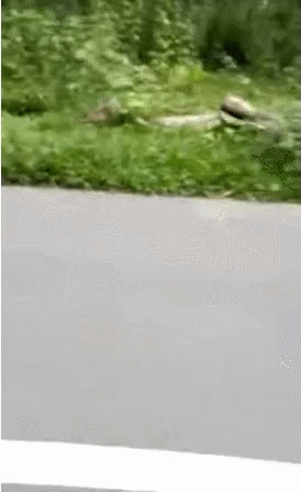 흔한 인도 시골길~