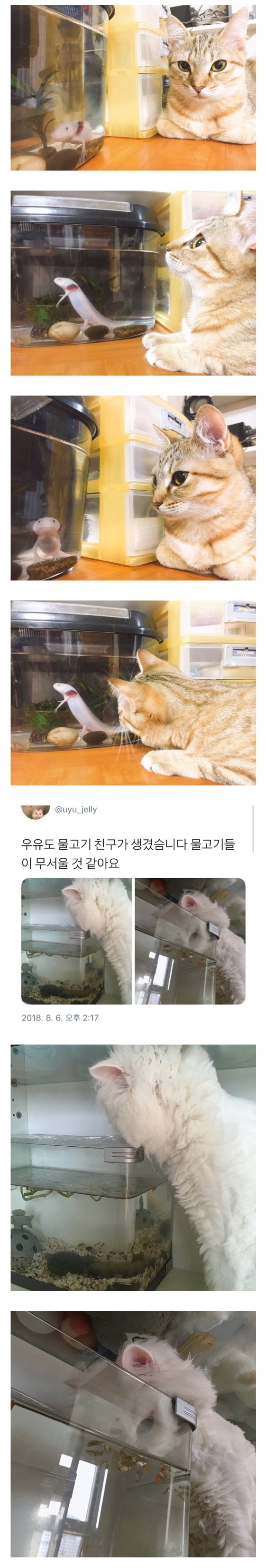 어항 중독이냥