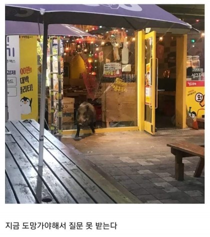 술집에는 왜 돼지들만 오죠?