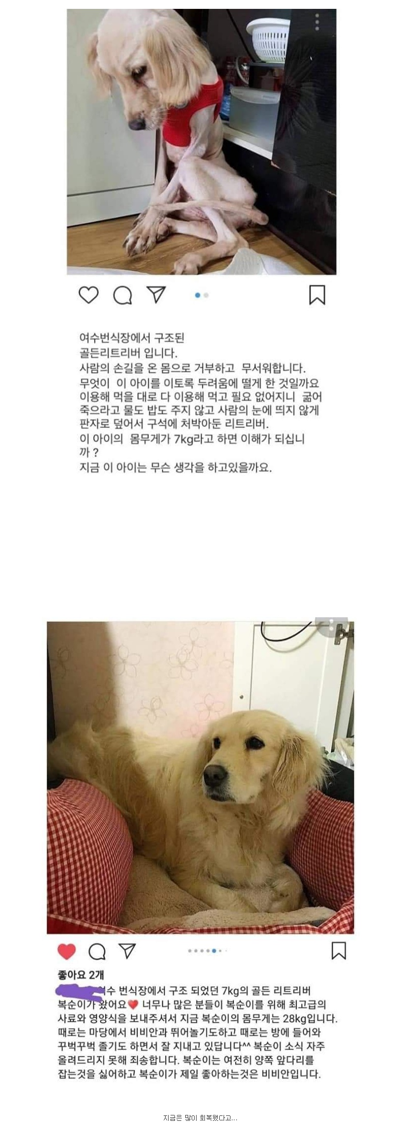 여수번식장 구조된 7kg 골든리트리버