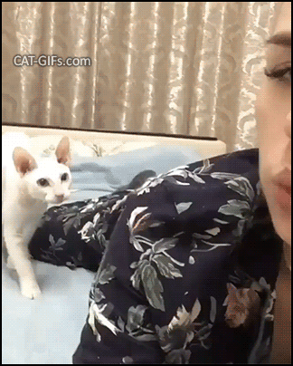 고양이와의 뽀뽀 이상과 현실.gif