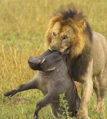 라이온킹.. 진짜 실사판...