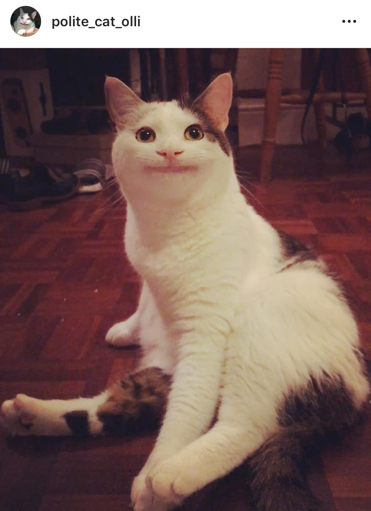 다현이 닮은 고양이