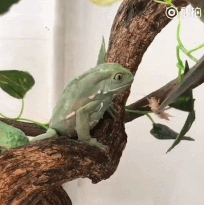 배부른 개구리의 (안먹어 이쉐끼야)