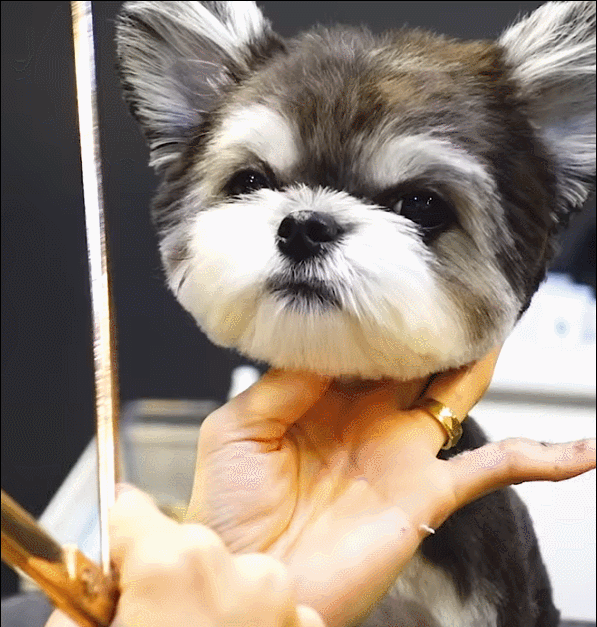 슈나유져X말티즈 믹스견