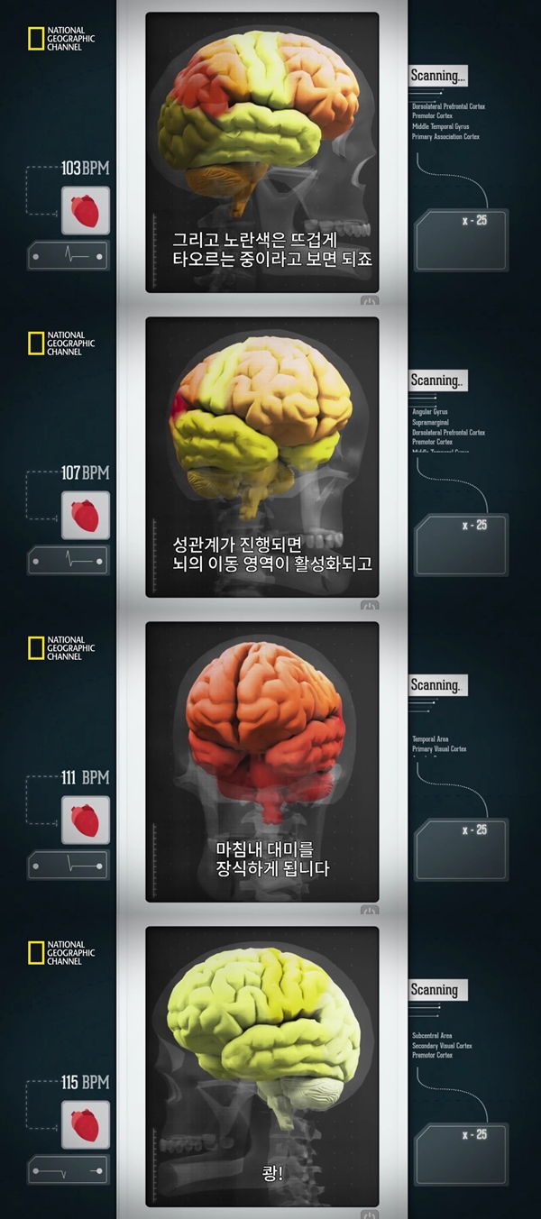 성관계를 하면 뇌가 활성화가 된다