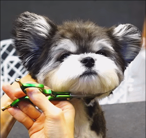 슈나유져X말티즈 믹스견