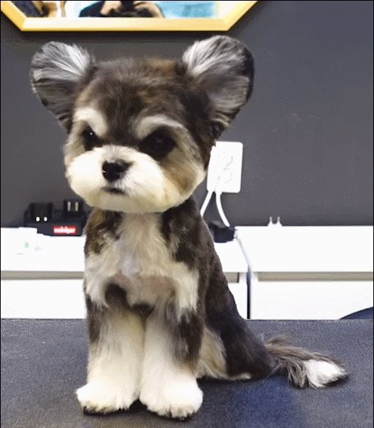 슈나유져X말티즈 믹스견