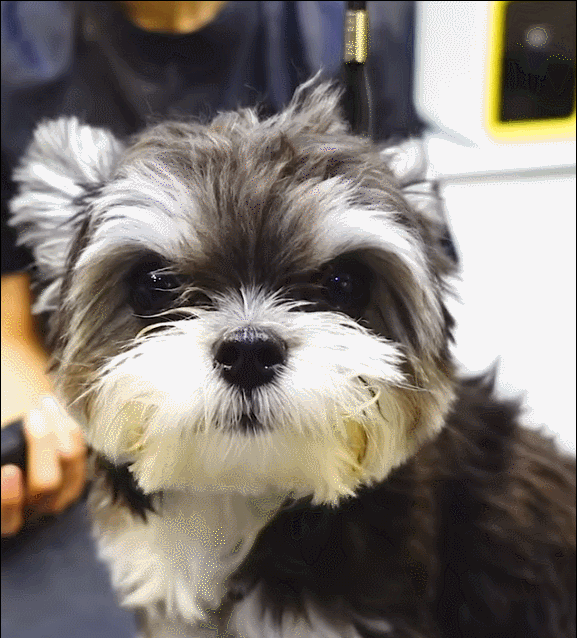 슈나유져X말티즈 믹스견