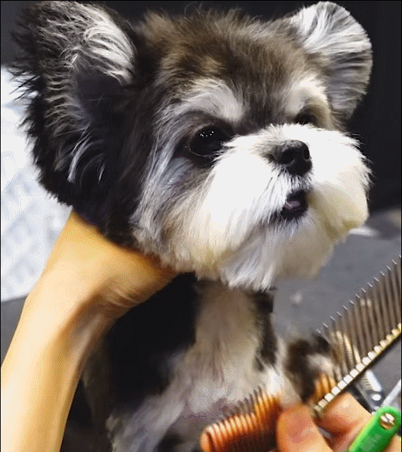 슈나유져X말티즈 믹스견