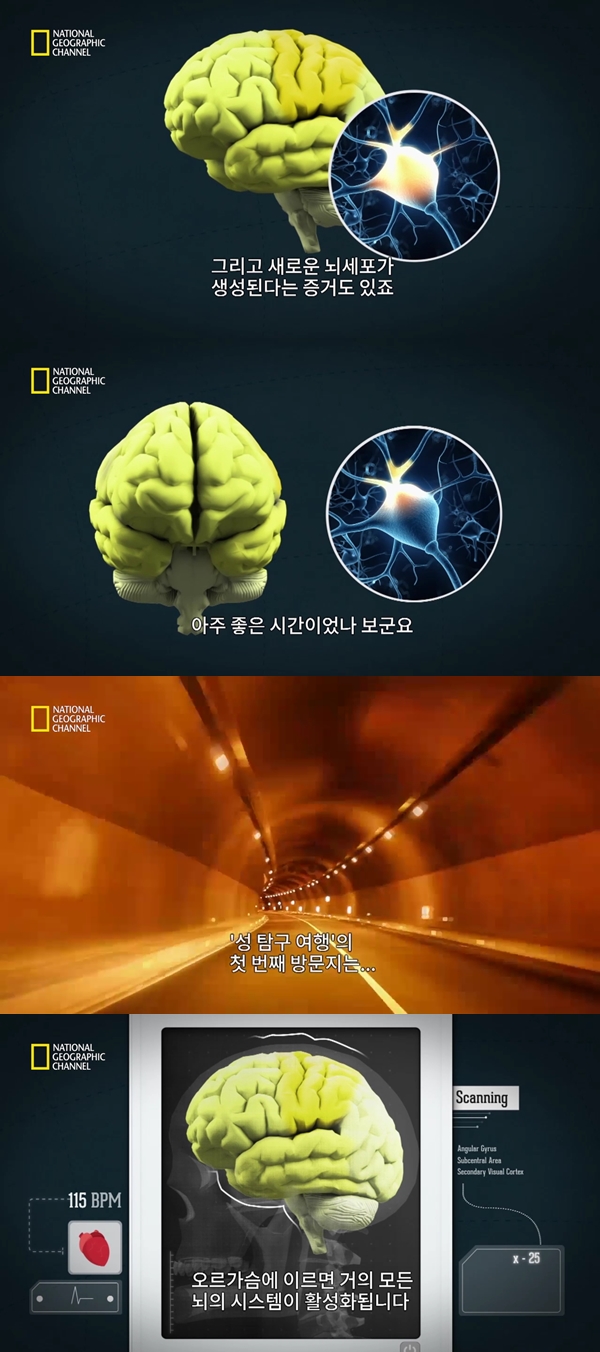 성관계를 하면 뇌가 활성화가 된다