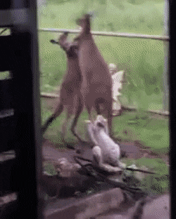 쌈구경하다가 걸림