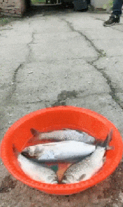 이게 바로 대식가