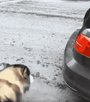 트렁크에 타는 댕댕이