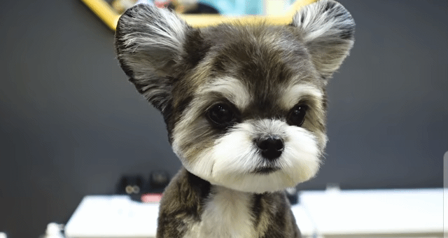 슈나유져X말티즈 믹스견