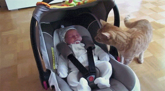 아기 돌보는 냥이들