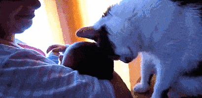 아기 돌보는 냥이들