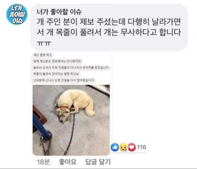 태풍에 날아간 강아지