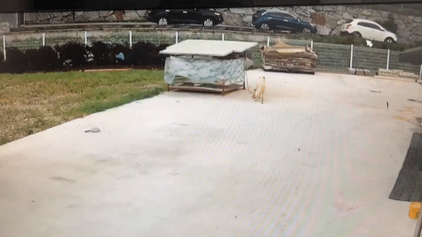 태풍에 날아간 강아지