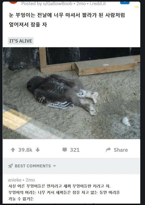 새끼 부엉이가 잠자는 법