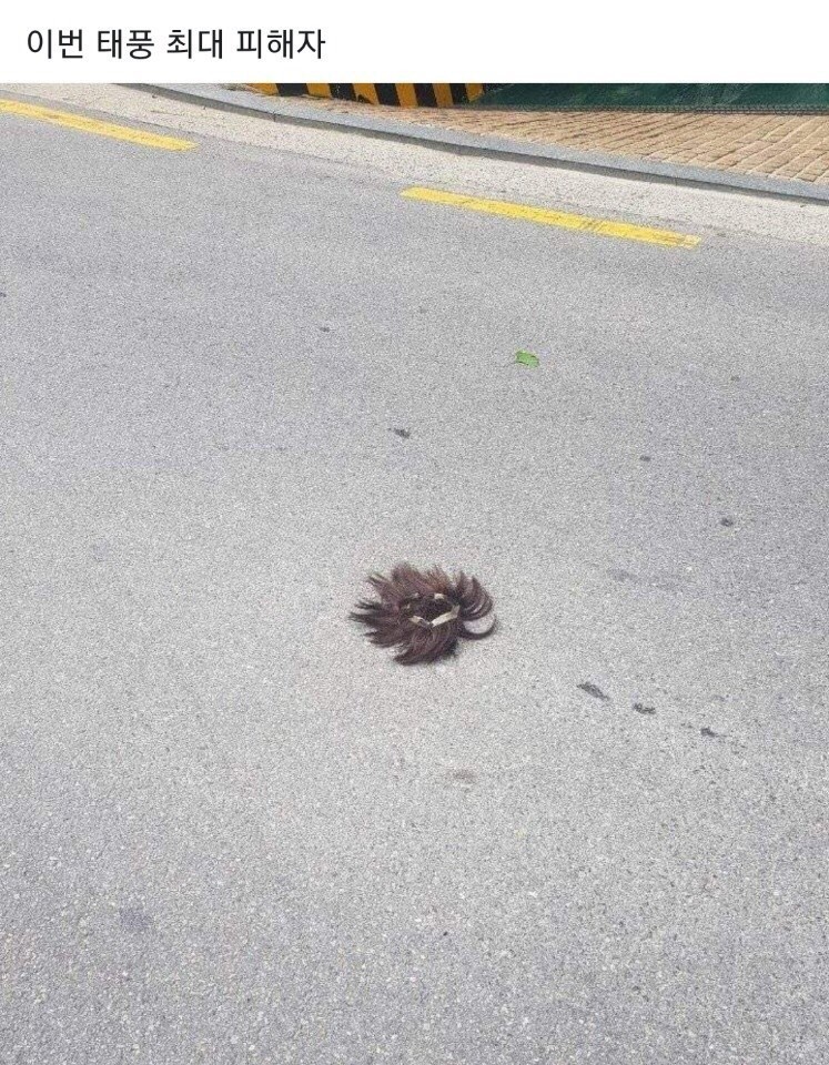 태풍 링링 참사