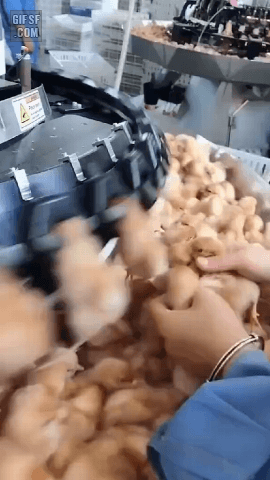 병아리 예방접종