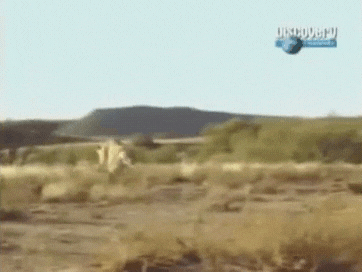 아프리카에 호랑이 두마리를 풀어놓은 결과