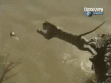 아프리카에 호랑이 두마리를 풀어놓은 결과