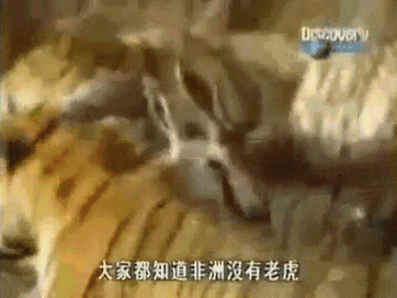 아프리카에 호랑이 두마리를 풀어놓은 결과