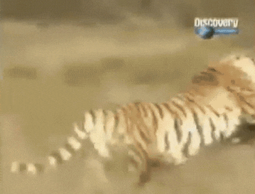 아프리카에 호랑이 두마리를 풀어놓은 결과