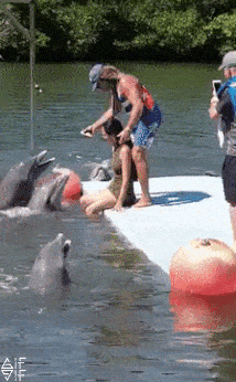 돌고래도 미인을 알아본다