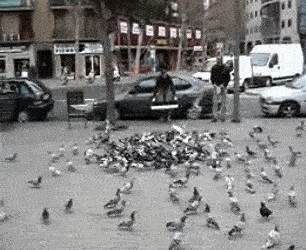 비둘기.. 잡이..