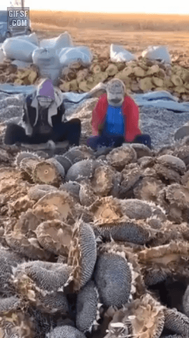 해바라기씨 수확