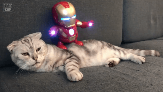 고양이 마사지사