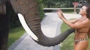 네임드 형들 귀여운 아기코끼리 보고가세여