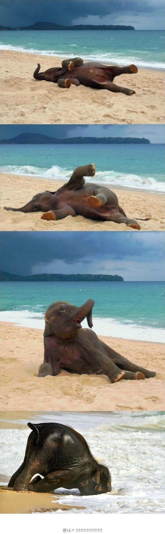 네임드 형들 귀여운 아기코끼리 보고가세여