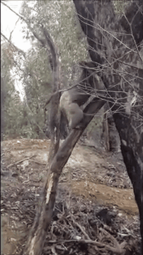 나무타기.. 레전드..