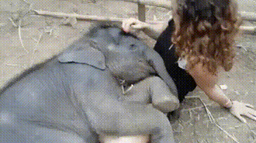 네임드 형들 귀여운 아기코끼리 보고가세여