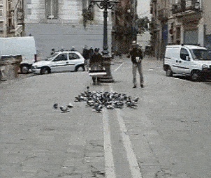 비둘기.. 잡이..