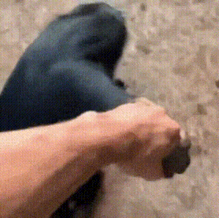 침팬치 근력 ㄷㄷ