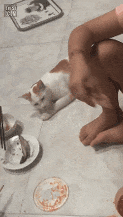 너무 먹고 싶었던 냥이