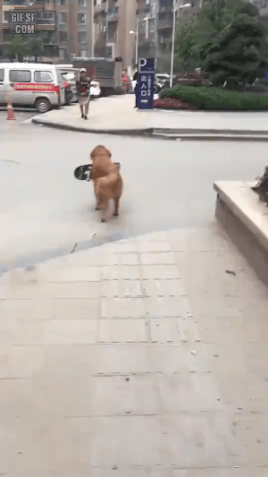 보드타는 댕댕이