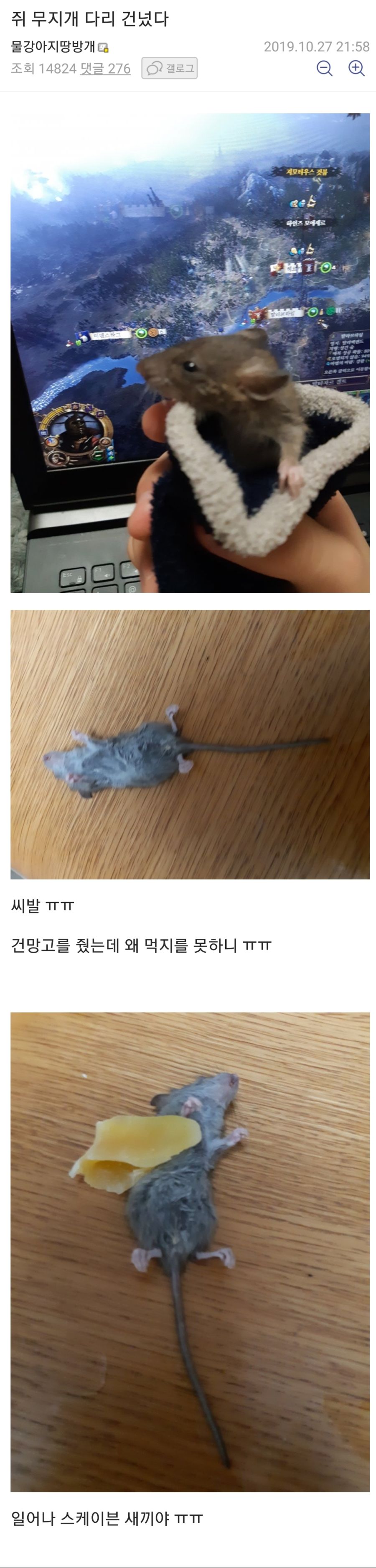 쥐 주움