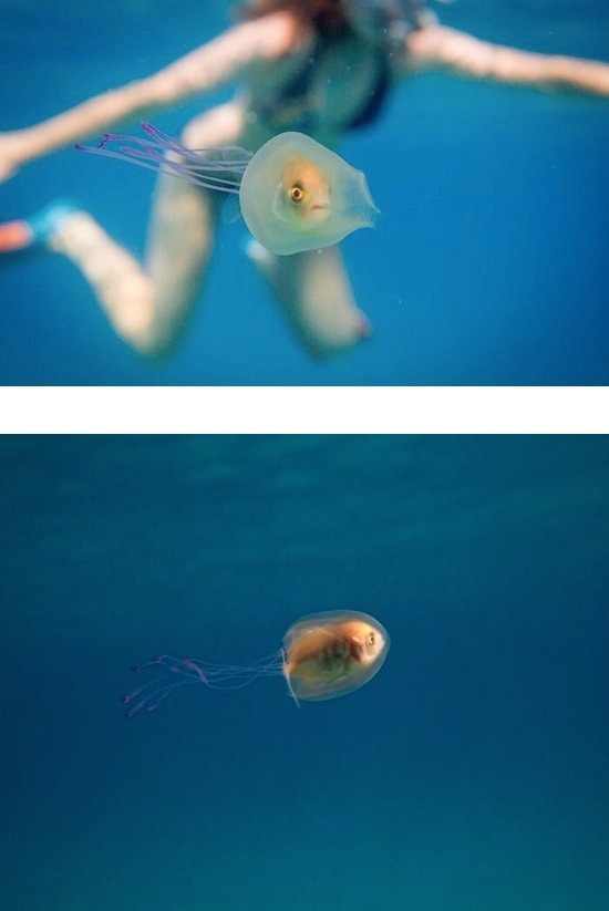 정체성의 혼란이 온 물고기