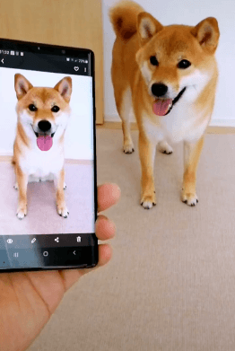 사진보고 따라하는 댕댕이