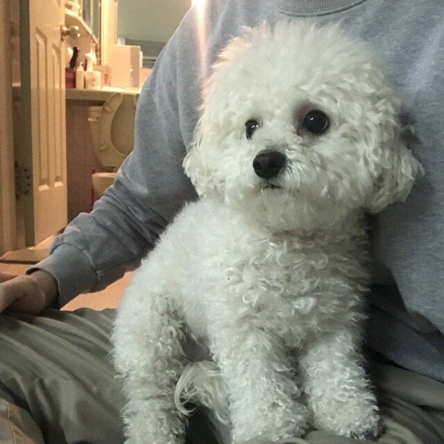 댕댕이 마약방석 뺏엇다