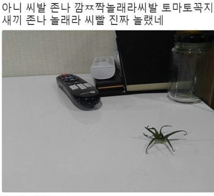 토마토 꼭지 보고 놀란 가슴